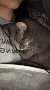 Mittens Sleeps On My Chest Like A Human Baby Http Ift Tt 2aogqum Human Babies Baby Dogs Cat Sleeping