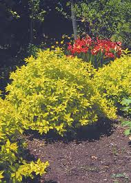 Image result for Spiraea bumalda