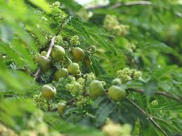 Image result for Libidibia coriaria