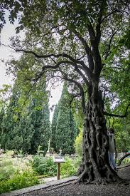 Découvrez 10 synonymes du mot jardin : Universite De Montpellier On Twitter Jeudiphoto Connaissez Vous L Arbre Magique L Arbre A Souhaits Du Jardin Des Plantes De Montpellier Dans Le Plus Ancien Jardin Botanique De France Les Visiteurs Veulent