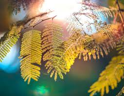 This week we're diving into worlds of fantasy. Sunlight Through Leaves Desktop Wallpaper Release Naina Co