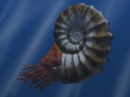 The fossil that inspired alien: Ammonoidea Wikipedia