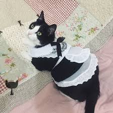 Cute Pet Dog Cat Clothes Halloween Maid Outfit Fancy Costume Funny Puppy Dress Cute Little Animals Cute Animals Cute Creatures