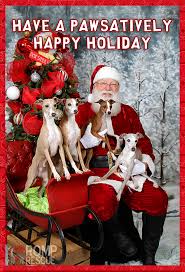 Check spelling or type a new query. Christmas Card Ideas For Your Dog Romp Italian Greyhound Rescue
