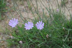 Apr 08, 2021 · henbit also has the signature purple flowers these other weeds possess. Texas Skeleton Weed Sage To Meadow