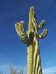 A few in arizona the organpipe cactus is found mostly in organ pipe cactus national monument and the. Saguaro Cactus Cactus Tall Cactus Cactus Plants