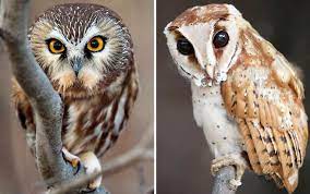 Maybe you would like to learn more about one of these? 18 Jenis Burung Hantu Yang Ada Di Dunia Blog Unik