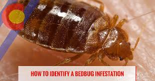 Colorado pest management has more than 30 years of experience controlling bird problems in since bird control situations must be evaluated in person, we are unable to provide a phone we've been servicing denver residents and business owners with the best pest, wildlife, and bird control. How To Identify A Bedbug Infestation Colorado Pest Management