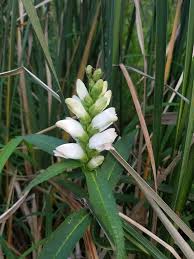 Image result for Blotiella glabra