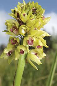 Image result for Orthochilus