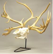 Skull shine is all about changing an ordinary mount into something special by adding a skull display light. Caribou Male Skull Replica Skeletons And Skulls Superstore