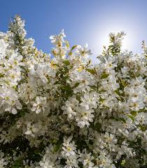 Image result for Exochorda