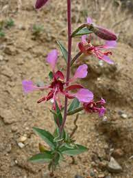 Clarkia Unguiculata Wild Flowers Plants Flowers