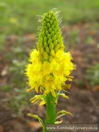 Image result for Bulbine asphodeloides