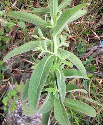 Image result for Laggera