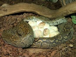 There are approximately 20 different families of snakes, most of which can be categorized in one of the five major snake families found below: What Do Snakes Eggs Look Like Clever Pet Owners