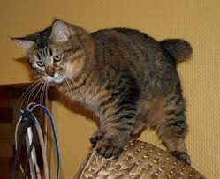 Pixie Bob Cat Breed Information And Pictures Petguide