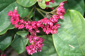 Image result for Clerodendrum splendens