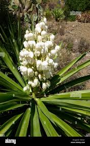 Image result for Yucca gigantea