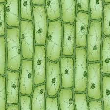 In 1665 robert hooke used a light microscope to study cork. Green Plant Cells Under Microscope Seamless Vector Pattern Royalty Free Cliparts Vectors And Stock Ill Plant Cell Things Under A Microscope Microscopic Cells