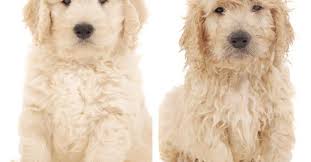 We have been breeding for 30 years and are people that you can count on! Preparing Your Goldendoodle For Professional Grooming Dog Grooming Tutorial