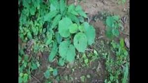 Image result for Didymoplexis