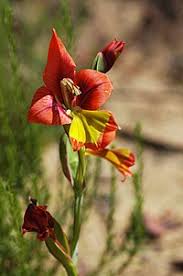 Image result for Gladiolus microspicatus