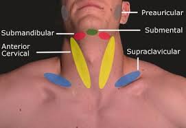 Clinical examination of the lymph nodes includes inspection and palpation of all clinically relevant major lymph node groups. Pin By Bridget Odom On Nursing Cervical Lymph Nodes Anatomy