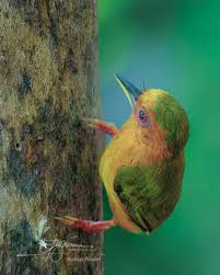 Image result for Indigofera soutpansbergensis