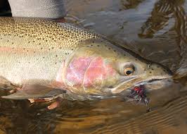 Heat olive oil and remaining jalapeno half in a large skillet over medium heat; 12 Best Steelhead Flies