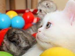 balikesir kedi