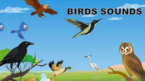 Bird Sounds Its Nature Alarm Clock It Can Improve A Baby S Mood Attention And Even Creativity Birds For Kids Kindergarten Learning Videos Bird Unit Study