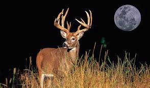 Does Moon Phase Affect Deer Movement