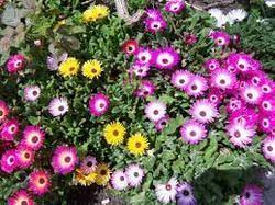 Check spelling or type a new query. Multi Color Flower Plant à¤« à¤² à¤µà¤° à¤— à¤ª à¤² à¤Ÿ à¤« à¤²à¤¦ à¤° à¤ª à¤§ In Rajendra Nagar Ghaziabad Rs Plants Point Services Private Limited Id 11189121730