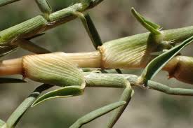 Image result for Cenchrus clandestinus