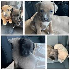 Select from premium man with puppy of the highest quality. Two Puppies Stolen From Blackburn Found And Men Arrested Lancashire Telegraph