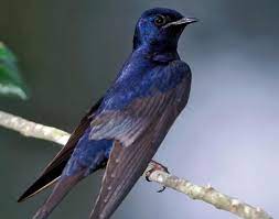 Purple Martin Purple Martin Purple Martin House Purple Martin Birds