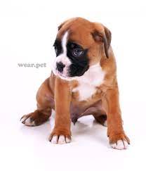 Cute Boxer Puppy Sitting Cute Boxer Puppies Boxer Puppy Puppy Sitting