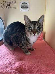 Regina Cat Rescue