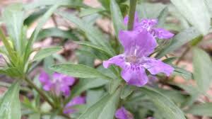 Image result for Dyschoriste transvaalensis