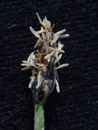 Image result for Eleocharis naumanniana