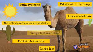 How do camels adapt to their environment? How Do Camels Survive In Deserts Youtube