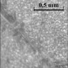 Image result for Christella gueinziana