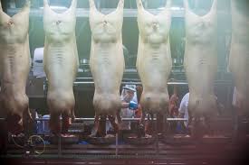 Average triumph foods hourly pay ranges from approximately $15.00 per hour for production supervisor to $16.25 per hour for general worker. U S Meat Companies Warned Of Shortages At Home While Exporting Record Amounts Of Pork To China
