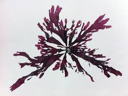 Image result for Merremia palmata