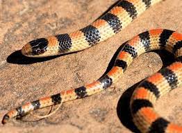 There are heat sensory 'pits' on each side of the snake's head between the nostrils and eyes. Western Ground Snake Alchetron The Free Social Encyclopedia