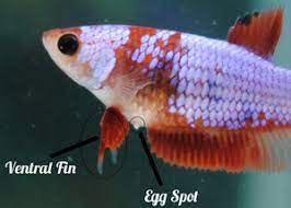 Can male betta fish have babies? Is My Betta Fish Pregnant Signs And Symptoms Of An Expectant Betta Fish Care