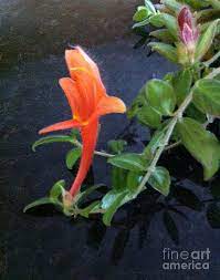 On general columneas are epiphytic plants, and like orchids, require very well draining , open medium, higher humidity, and like to be kept lightly moist with very slight drying out between watering. Little Dancing Dolphin Plant Photograph By Brenda Brown