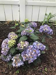 Pin On Gardening