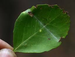 Image result for Maytenus undata